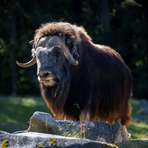 Muskox