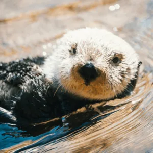 Southern Sea Otter