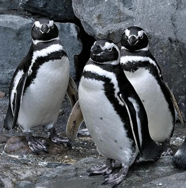 Magellanic Penguin