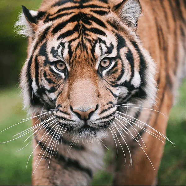 Sumatran Tiger