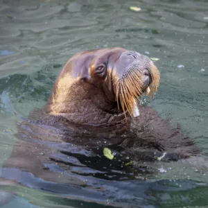 Pacific Walrus