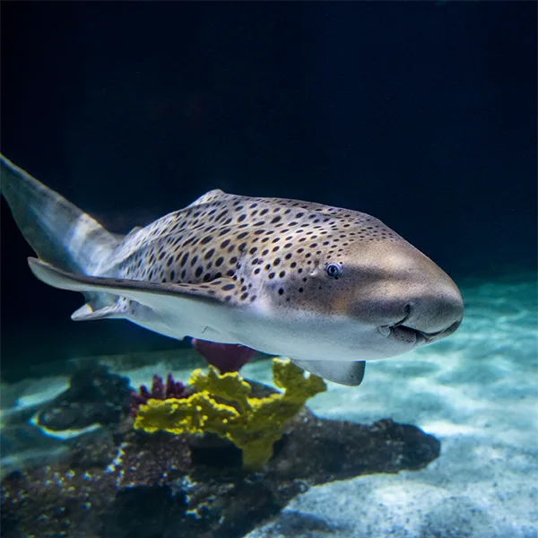 Zebra Shark