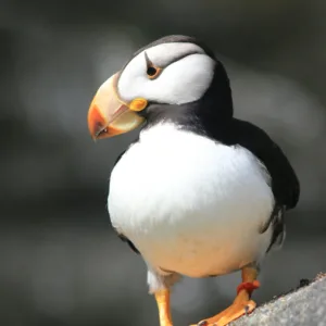 Horned Puffin
