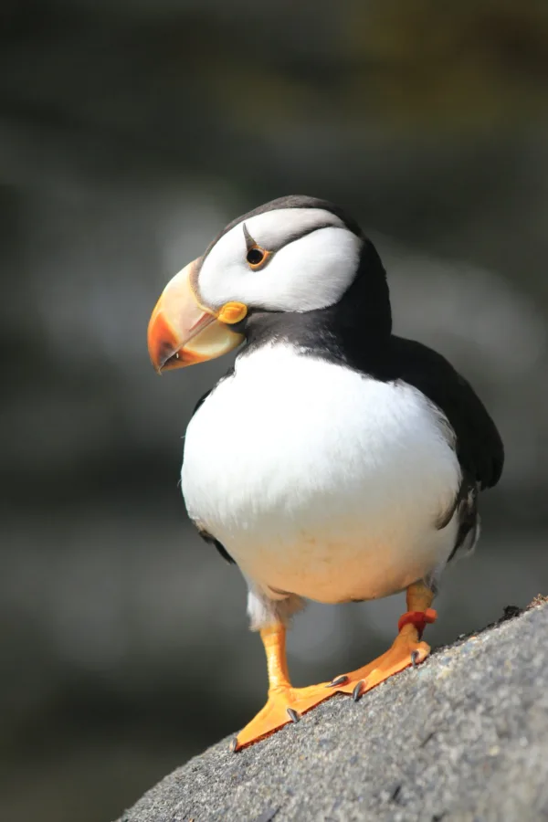 Horned Puffin
