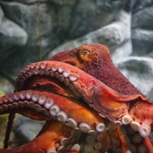 Giant Pacific Octopus