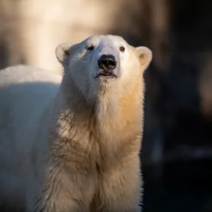 Polar Bear