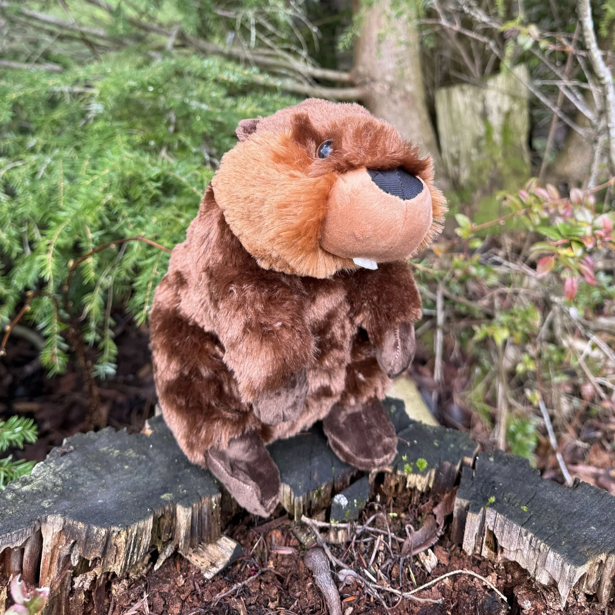 North American Beaver - Image 2