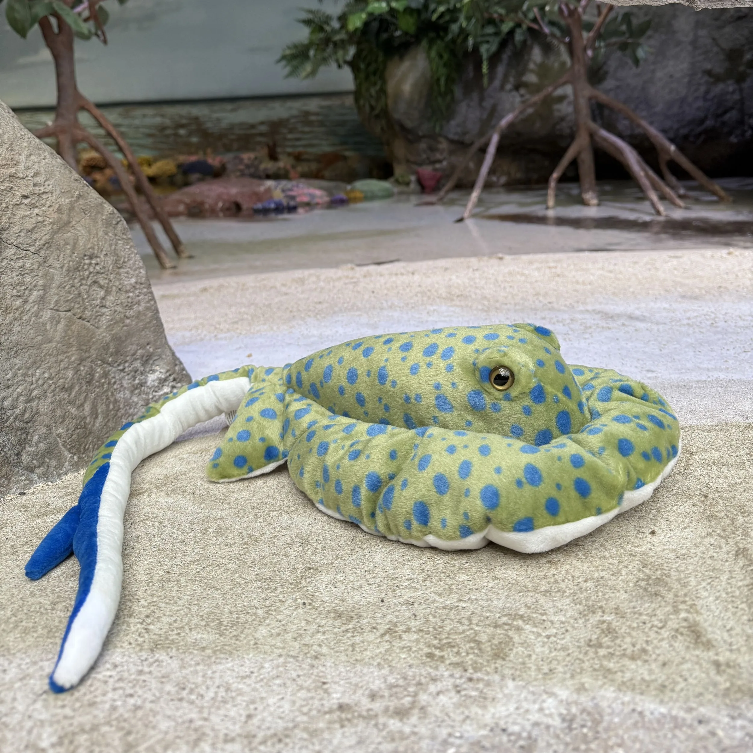 Blue Spotted Ray - Image 2
