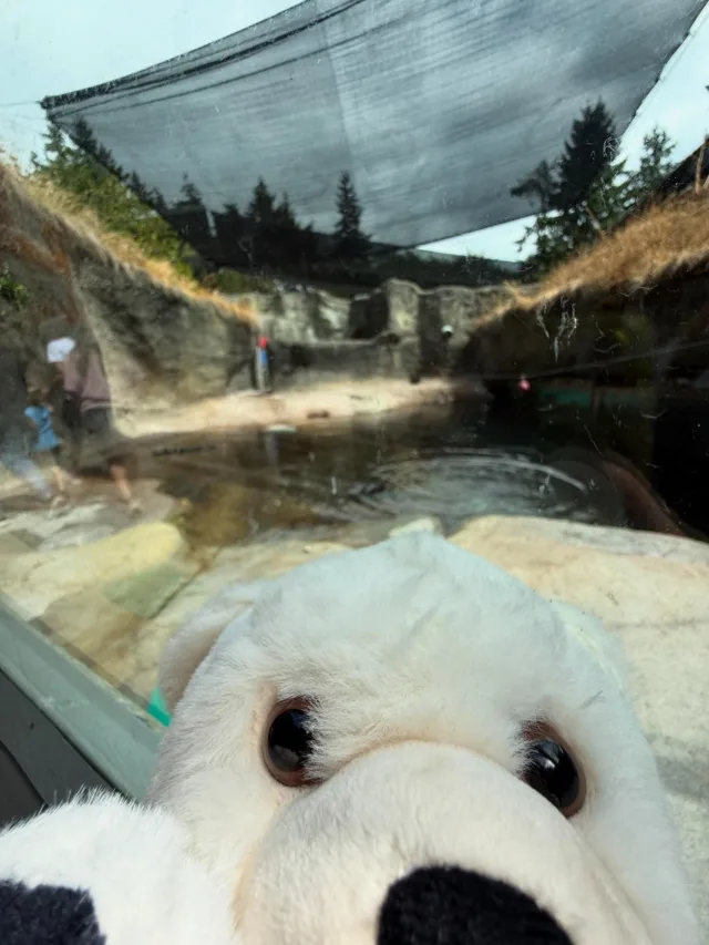 POV: Your tour guide is a polar bear. 

If you want to grab your own plushie and support our Zoo, click the LinkTree in our bio and Adopt-A-Species ✨

#pointdefiance #pointdefiancezoo #pointdefiancezooandaquarium #polarbear #plushie #animalselfie