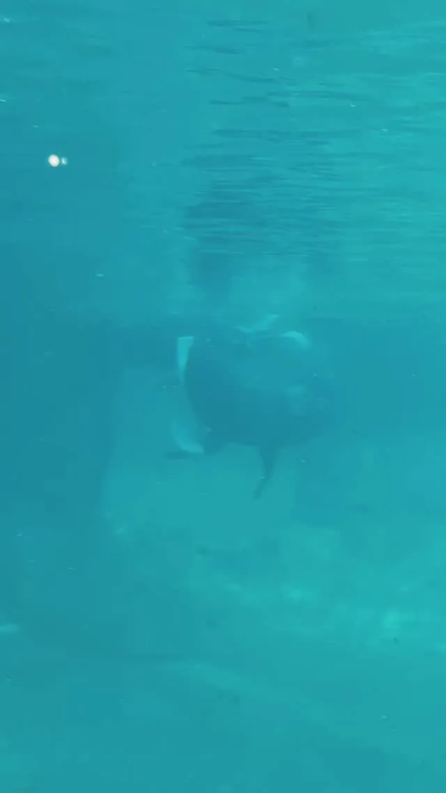 You might have to turn up your brightness to see this little ballerina 🩰

#pointdefiancezoo #pointdefiance #pointdefiancezooandaquarium #zoolife #animalconservation #cuteanimals #animalenrichment #sealion