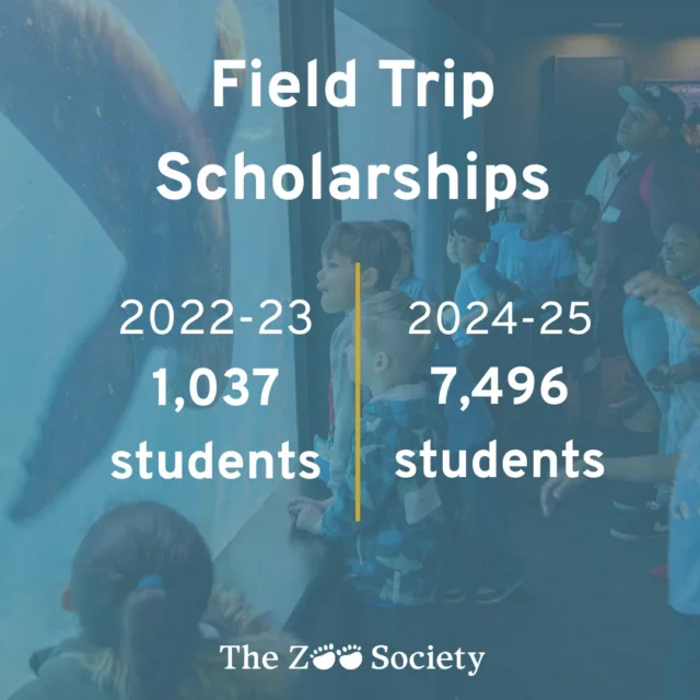 It's back-to-school season! 🖍

Our Field Trip Scholarship Program gives students the opportunity to visit the Zoo, most of who do not normally have the means. We are so proud of this program, and hope to expand to even more of our community this upcoming school year! ✨

#pointdefiance #pointdefiancepark #pointdefiancezooandaquarium #pointdefiancezoo #scholarship #fieldtrips #backtoschool2025