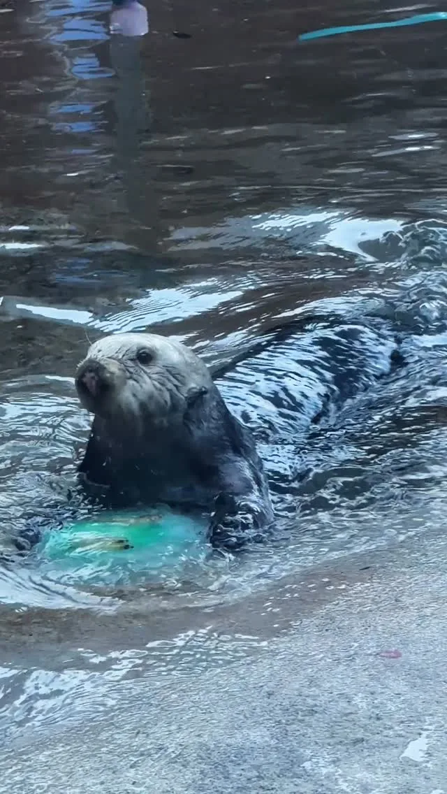 Our otters are so talented 🎶 We love to support enrichment for our animals at the Zoo!

#pointdefiancezoo #pointdefiance #pointdefiancezooandaquarium #zoolife #animalconservation #cuteanimals #animalenrichment #seaotter #otter #sealife #enrichment