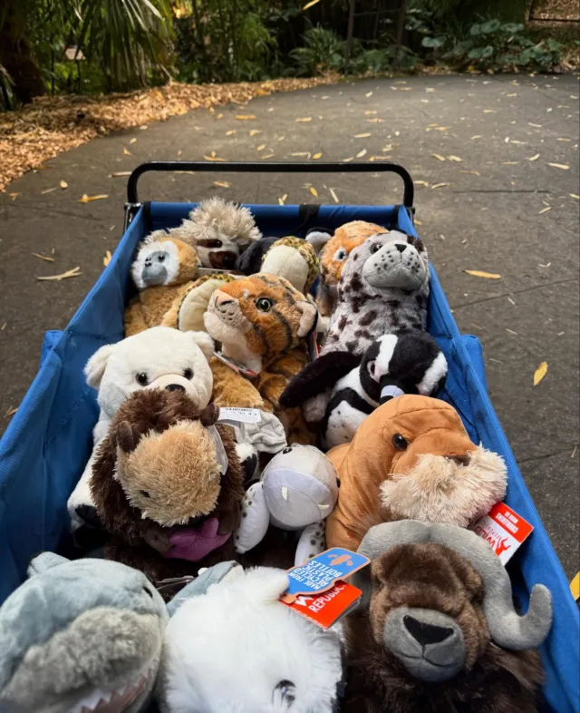 Look how many animals you can symbolically adopt! 🐾

When you Adopt-A-Species, you receive a 5x7 photo, an adoption certificate, a fact sheet, and a plush, while your contribution goes directly towards care for our animals! If you want to adopt someone you see here, go to the LinkTree in our bio ✨ 

#pointdefiance #pointdefiancezoo #pointdefiancezooandaquarium #zoolife #enrichment #plushie #animals #toys #adoption