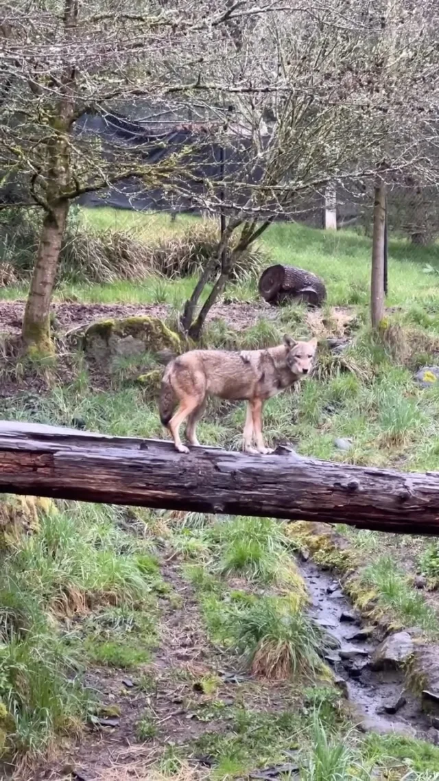 The Red Wolves are among our most beautiful and elusive animals. We feel so lucky when they allow us a sneak peak into their lives 🐾

#pointdefiancezoo #pointdefiance #pointdefiancezooandaquarium #zoolife #animalconservation #wolves #redwolves #redwolf #tacoma #pnw #animals