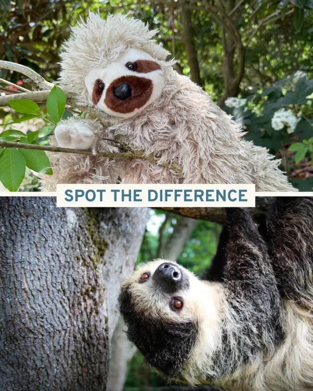 It’s SlothTober 🦥🌳 Can you spot the difference?

Sweet Siesta is our resident two-toed sloth, and you can find him munching on grapes and leafy greens at the Wild Wonders Outdoor Theater. Through our Adopt-A-Species program, you can adopt your very own fuzzy friend! All proceeds go toward animal care at our Zoo. 

Go to the LinkTree in our bio for more info✨

#pointdefiance #pointdefiancezoo #pointdefiancezooandaquarium #zoo #pnw #tacoma #sloth #twotoedsloth