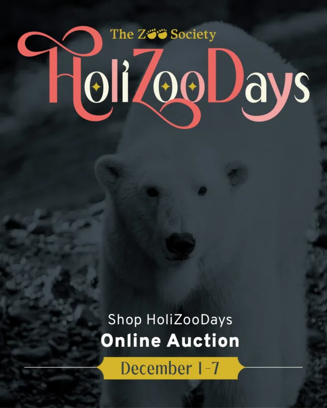 Looking for the perfect gift this holiday season? The Zoo Society’s annual HoliZooDays online auction is your chance to find something truly special — from one-of-a-kind animal paw prints and unforgettable zoo experiences to gift cards, local treasures, and events. Whether you’re searching for family, friends, or yourself, HoliZooDays has something for everyone.

Best of all, every bid supports animal care, community access, educational programs, and conservation efforts at Point Defiance Zoo & Aquarium. 

Go wild — register and start bidding December 1! ✨Link in bio✨

#holizoodays2025 #pointdefiancezoo #pointdefiancezooandaquarium #tacomaevents