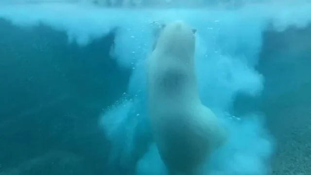 Happy Polar Bear Week 🐻‍❄️ Join us in celebrating these incredible, silly creatures! 

Although we only have one polar bear now, nothing is more fun than watching our animals have fun with enrichment we provide support for ✨

#pointdefiancezoo #pointdefiance #pointdefiancezooandaquarium #zoolife #animalconservation #animalenrichment #polarbear #polarbearweek #polarbears #nonprofit #tacoma #pnw