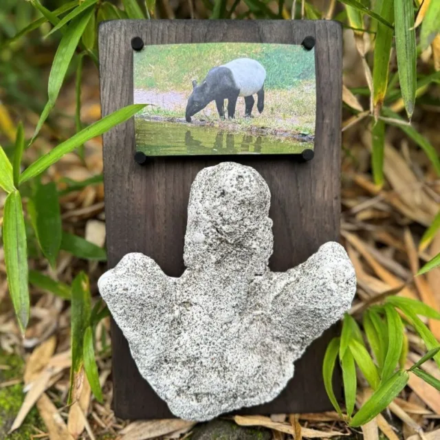 This item has just been added to our HoliZooDays online auction! It features a plaster footprint of Ume, the Malayan tapir @ptdefiancezoo! Mounted on stained white oak, this piece also features a custom photo holder for all your favorite Ume images.

Go to the Linktree in our bio and register for the HoliZooDays 2025 Online Auction to bid on this one-of-a-kind item!

Don't forget that bidding ends Sunday, December 7 @ 9:00pm.

#umethemalayantapir #umetapir #malayantapir #holizoodays2025 #pointdefiancezoo #pointdefiance #tacomaevents #onlineauction