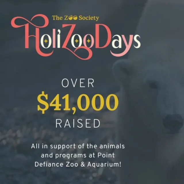 Through the generosity of individuals and businesses who donated items and the participants who bid on them, HoliZooDays raised over over $41,000 in support of the animals and programs at @ptdefiancezoo! Thank you so much for making this one of the best HoliZooDays we've had.

#holizoodays2025 #pointdefiancezoo #pointdefiance #tacomaevents #OnlineAuction #zoolife