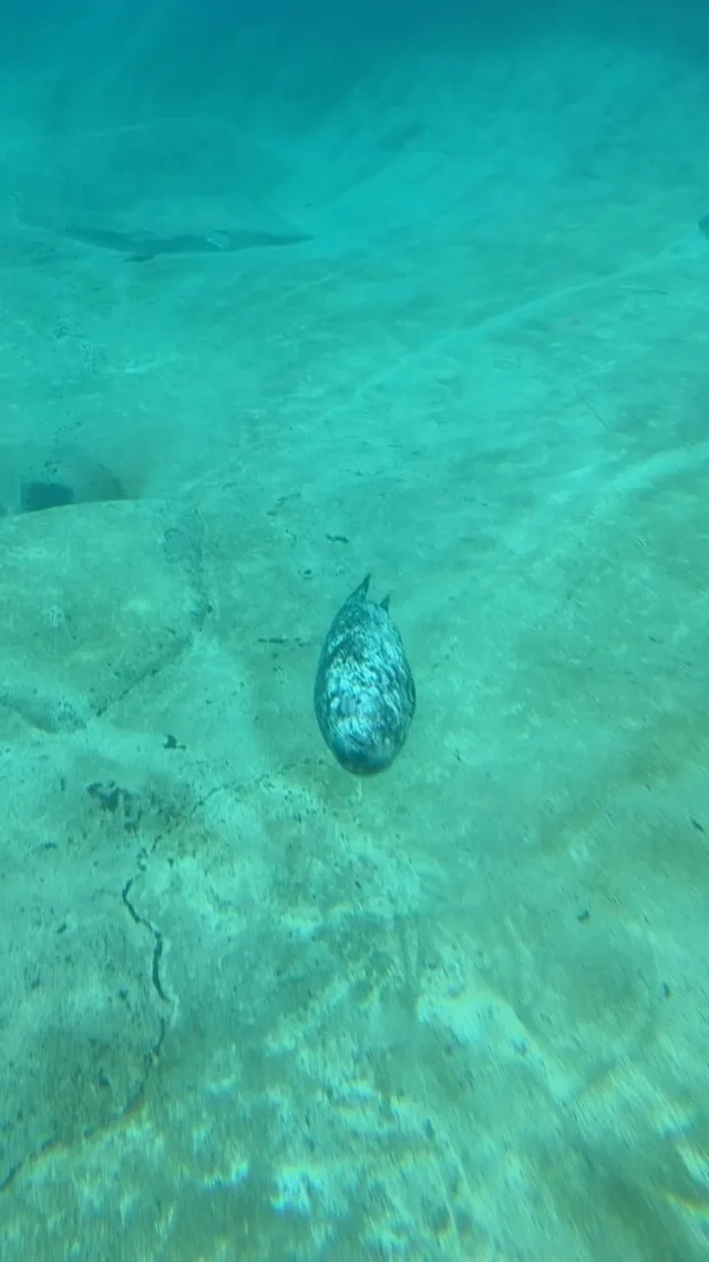 Oh, to be a seal gliding through the water, not a care in the world 🦭✨

#pointdefiancezoo #pointdefiancezooandaquarium #zoolife #seal #cuteanimals