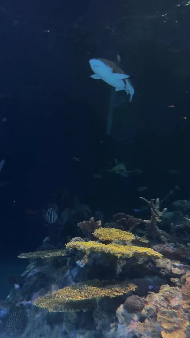 Have you ever noticed some of our sharks are always on the go, while others always look like they’re napping? Whitetip reef sharks have the ability to pump oxygenated water over their gills when stationary, while our blacktip reef sharks have to be constantly moving to breathe! 

So next time you see one of our sharks motionless on the floor, don’t worry, they’re just relaxing ✨

#pointdefiancezooandaquarium #pointdefiancezoo #zoolife #sharks