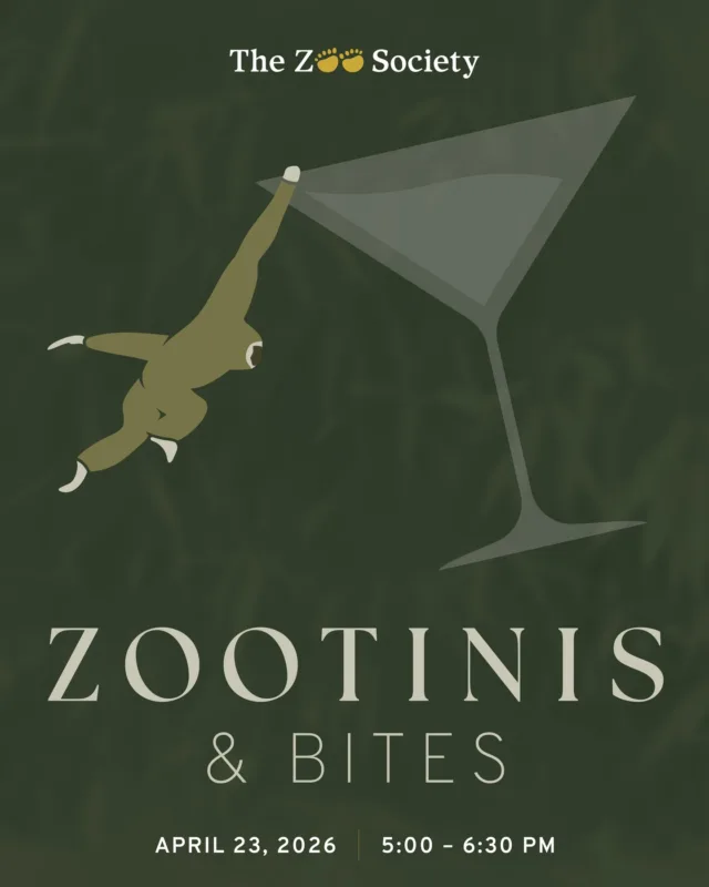 Get ready to shake, sip, and savor the wild at an unforgettable evening in the beautiful Asian Forest Sanctuary at Point Defiance Zoo & Aquarium. 
 
This 21+ night out blends cocktails, conservation, and community in one of the zoo’s most immersive spaces. Every sip and every bid supports the animals and programs at Point Defiance Zoo & Aquarium—making your evening out a meaningful one. Thank you to our corporate partner, @columbiabank, for making events like these possible! 

Register by April 16. Tickets are limited. Visit the link in our bio to get tickets now! ✨

#pointdefiancezoo #pointdefiancezooandaquarium #nonprofit #zoolife #tacomaevents