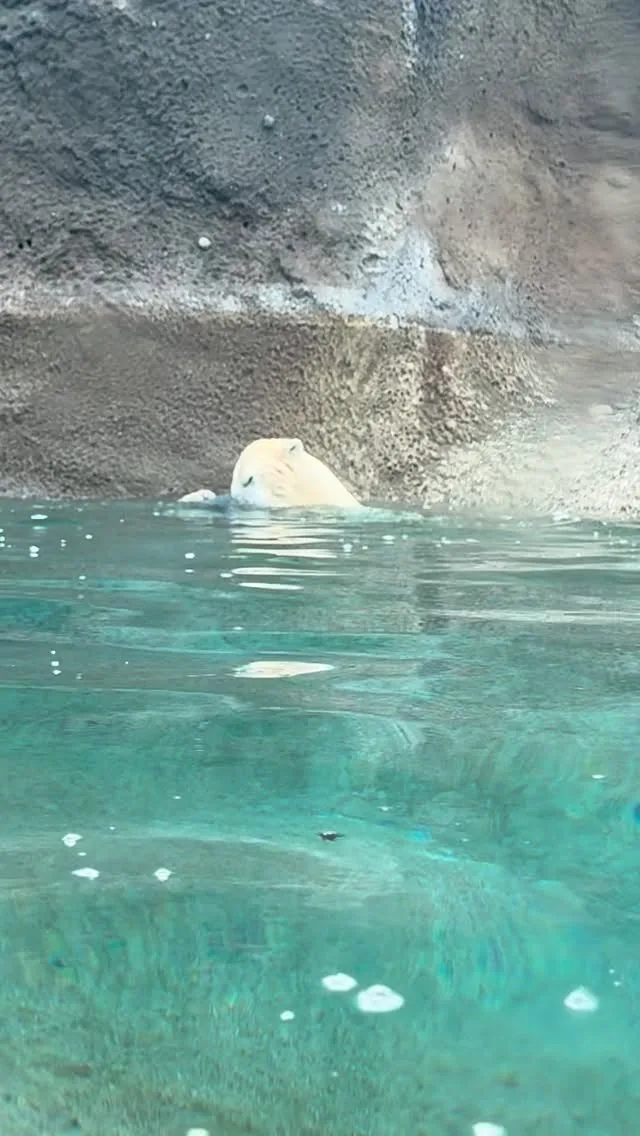 Enrichment activities are important for the animals @ptdefiancezoo. You can see here that Laerke is loving the new toys that were funded through our Adopt-A-Species program! Check the linktree in our bio to adopt your own plush animal and support enrichment for the animals at Point Defiance Zoo & Aquarium.

#pointdefiancezoo #animalenrichment #polarbear #plushies #zoolife