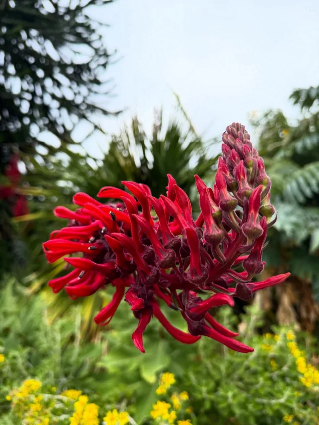One of the most gorgeous and unique parts of our zoo isn’t an animal—it’s the plants! 🌱🌸 Starting now and in the coming months, our flora and fauna will come alive with blooms and bees. See you in the sun soon ✨

#pointdefiancezooandaquarium #pointdefiancezoo #blooms #horticulture #pnw