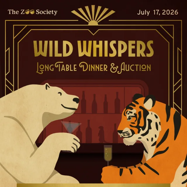 Step quietly into an unforgettable evening at Wild Whispers, The Zoo Society's annual Long Table Dinner and Auction supporting Point Defiance Zoo & Aquarium. 🥂

Put on your 1920s best, raise a glass of giggle water, and enjoy an extraordinary evening supporting the health and wellbeing of the animals you love, right here at the zoo. 🐾

Buy your tickets through the link in our bio! ✨

#pointdefiancezoo #tacoma #pnw #fundraiser #pointdefiancezooandaquarium
