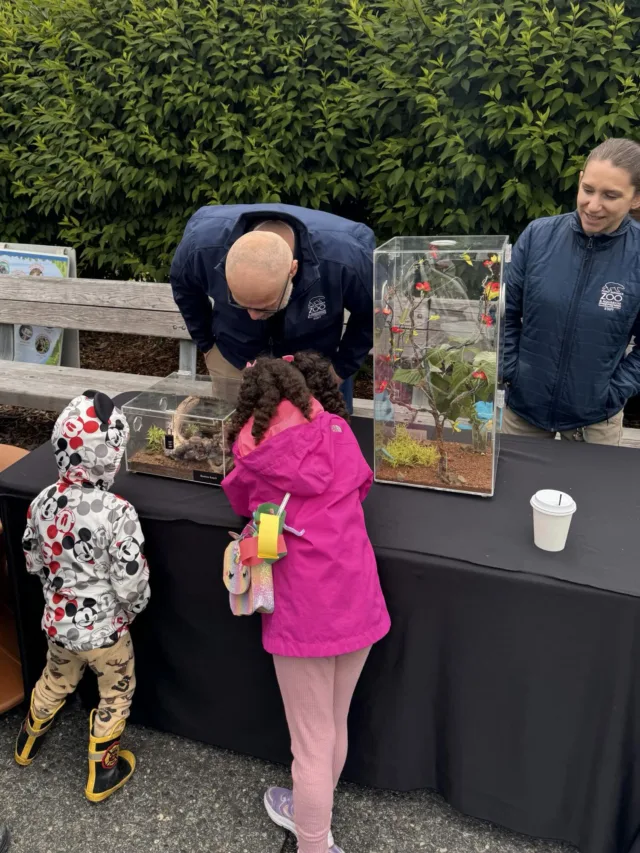 Our Pancakes, Pajamas, & Play event was full of fun, bugs, and crafts!! 🪲

Held before the zoo opened, 85 guests had the chance to make animal-shaped pancakes, participate in a scavenger hunt and plinko, and craft a caterpillar and bug hotel! With plenty to do, and the weather cooperating, guests of all ages had a wonderful time that ended in a raffle and entrance to the zoo. 🐾

Thank you to everyone who came, and thanks to our corporate partners for helping this event be the success it was ✨

#pointdefiancezooandaquarium #pointdefiancezoo #nonprofit #zoo #bugs