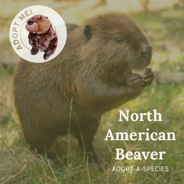We are so excited to now offer North American Beavers through our Adopt-a-Species program! 🐾

Get your own beaver plush while also supporting animal enrichment at our zoo. Head over to the link in our bio to grab a personal Nutmeg (or Walnut...or Butternut) ✨

#pointdefiancezoo #pointdefiancezooandaquarium #nonprofit #plush #beaver