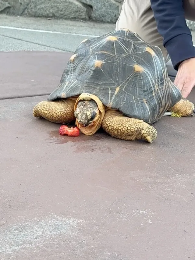 Hope everyone enjoys the holiday weekend as much as Jumbo Jet enjoyed this strawberry 🍓 

#pointdefiancezoo #pointdefiancezooandaquarium #zoo #tortoise #pnw