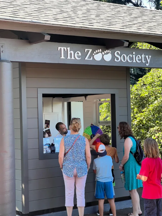 Did you know The Zoo Society has a kiosk in Point Defiance Zoo & Aquarium? AND that the inside was recently renovated? 🐾

Our kiosk sits across from “Sally,” the bronze sea turtle, and has been dormant for a little while. That is until we got in there, fixed it up, and made it ready to share with you all! (Slide through the photos to see what it looked like before 😧)

On special weekends, Members’ Nights, or during Zoo events, you just might find us open as you peruse around the zoo. Keep an eye on our social media for when we’ll be open! Stop by, learn more, and maybe win a prize ✨

#pointdefiancezoo #pointdefiancezooandaquarium #tacoma #pnw #nonprofit