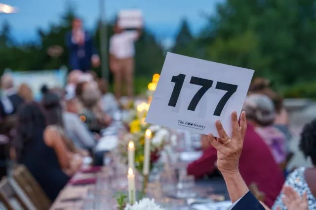 So special to look back at the success of our Wild Whispers: Long Table through these photos ✨

Food was delicious, animals were adorable, and the atmosphere (thanks to @tacomalittletheatre and @tlb_events!) made this Long Table a night to remember! Not only did we raise $201,000, with $103,000 going to a new animal transport vehicle for our wonderful vet team, but the enjoyment of those who attended is palpable in these shots! 🥂 

#alaskacares #pointdefiancezoo #pointdefiancezooandaquarium #nonprofit #pnw