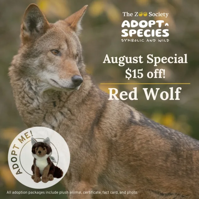 The animal for the month of August is the Red Wolf! 🐺

Red Wolves are the most endangered wolves in the world, and Point Defiance Zoo & Aquarium is helping to lead the way in reestablishing these wolves in the wild. Our off-site facility is home to the largest population of Red Wolves in the world. 🐾

To adopt your own Red Wolf through our Adopt-A-Species program for only $50, head over the link in our bio! ✨

#pointdefiancezooandaquarium #pointdefiancezoo #pnw #plush #wolf