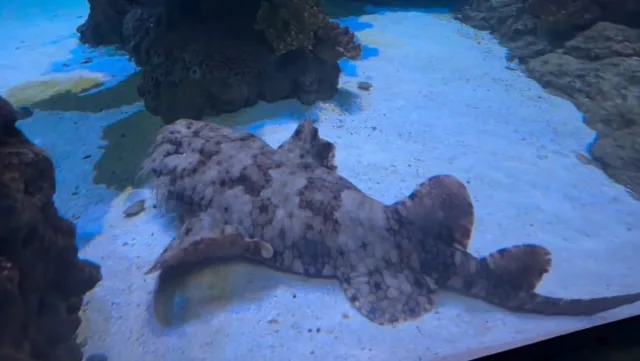 Look at this funky guy—I promise he’s alive ✨

A tasseled wobbegong has joined the the Outer Reef tank in our Tropical Reef Aquarium! This carpet shark uses its shaggy fringe to break up its online, making it an almost perfect camofluage for the ocean floor. If you spot the shark and he’s not moving, don’t worry—he’s just resting 😴

#pointdefiancezoo #pointdefiancezooandaquarium #shark #animalconservation #zoolife