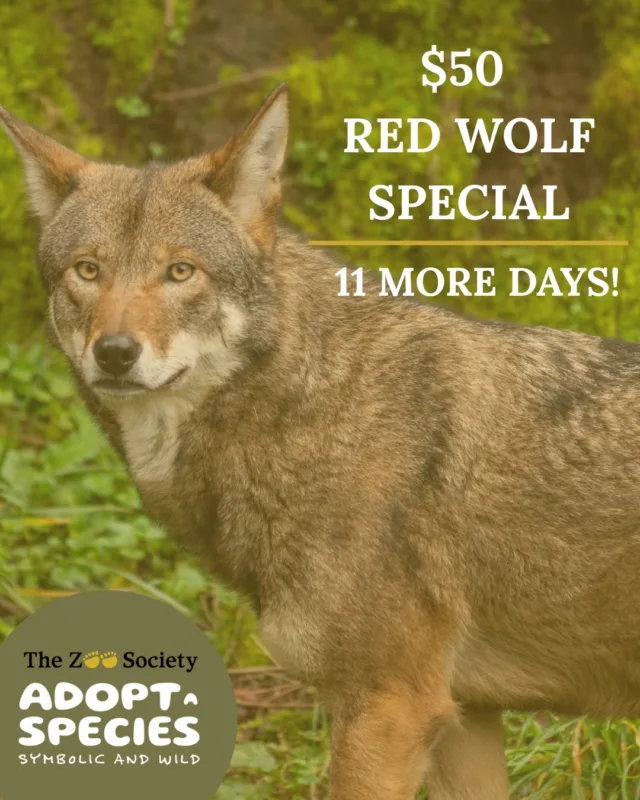 Only 11 more days to get a Red Wolf from our Adopt-A-Species program for only $50! 🐾

The package includes a plush animal, a certificate, a fact card, and a photo. All donations go to animal care at Point Defiance Zoo & Aquarium. ✨

Head to our linktree to get yours before this deal is gone! 

#pointdefiancezoo #pointdefiancezooandaquarium #wolf #pnw #nonprofit #plush