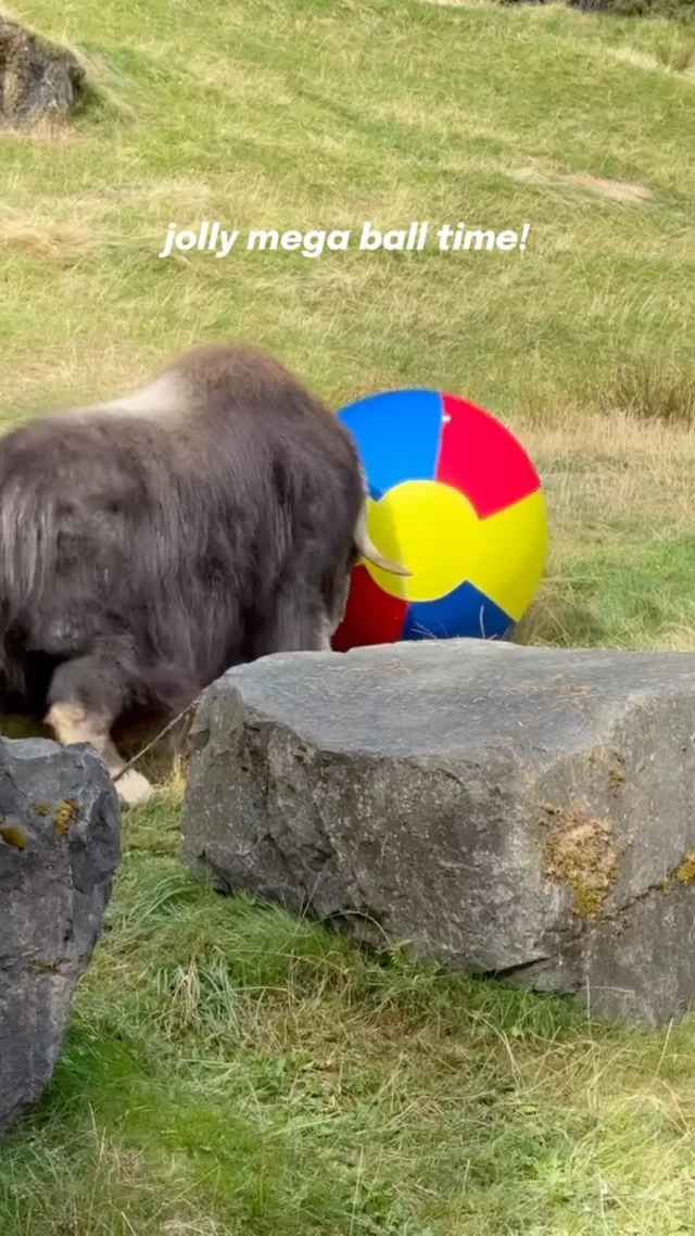 One of Hudson’s favorite enrichments is a jolly mega ball. But, his horns get in the way…

When the zoo shared Hudson popping the last ball he had, we knew we had to do something! With the help of donors, we purchased Hudson a new jolly mega ball, and while the outcome may have been the same, he had a blast. 

Go see sweet Hudson in the Arctic Tundra area at Point Defiance Zoo & Aquarium! 🐾

#pointdefiancezoo #pointdefiancezooandaquarium #zoolife #muskox #nonprofit