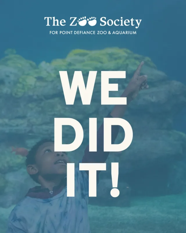 Success ✨ The Zoo Society has achieved the goal of providing scholarships to ALL qualifying schools in Pierce County! 

At the beginning of our Field Trip Scholarship program in the '22-'23 school year, we started with supporting just the Tacoma school district. Only 4 years later, we are supporting all 17 Pierce County districts (including WA State-Tribal Education Compact Schools), allowing any qualifying school to receive full or partial scholarships to visit our zoo. 🚌

Thank YOU! Without our donors, we wouldn't be able to give all children in Pierce County the opportunity to connect with their community and the nature in their backyard. 🐾

If you would like to donate to The Zoo Society and help fund crucial programs like these, please visit the link in our bio. 

#pointdefiancezoo #pointdefiancezooandaquarium #nonprofit #pnw #scholarships