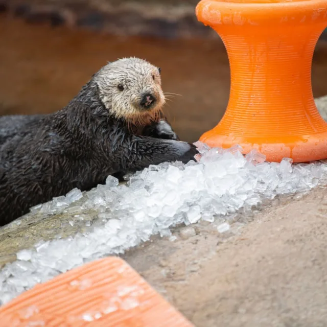 Happy Sea Otter Awareness Week! 🦦🌊

We are so lucky to have Clara and Moea in the Rocky Shores area at Point Defiance Zoo & Aquarium. Both our otters are rescues and non-releasable. This week is to remind people how important sea otters are to our coastal ecosystems and our fight against climate change (kelp forests help to absorb carbon!). 🐚

If you would like to donate towards conservation, or towards enrichment like in the photos above, click on the link in our bio. ✨

#pointdefiancezoo #pointdefiancezooandaquarium #seaotter #seaotterawarenessweek #nonprofit