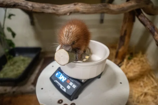 Porcupette alert! 💕

About a month ago, Nigel and Quillow welcomed a tiny prehensile-tailed porcupette. She is currently being hand-reared by staff due to not getting enough milk from her mom, and she is thriving! 🍼🌺

And till 11pm tonight (9/30), you can also help choose her name! Vote here: pdza.org/name-the-porcupette

#pointdefiancezoo #pointdefiancezooandaquarium #pnw #zoolife #tacoma