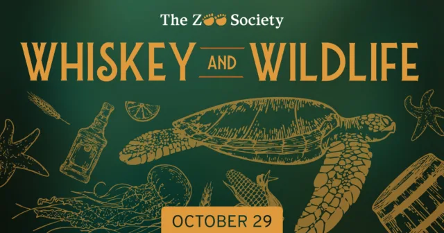 On October 29th, The Zoo Society is hosting our last in-person event of the year, Whiskey & Wildlife @ptdefiancezoo 🥃🌳

Join us in the Pacific Seas Aquarium for a night of whiskey, food, and fun! Proceeds from this event support the animals and programs at Point Defiance Zoo & Aquarium, helping advance animal care, conservation, education, and access.🐾

Click the link in our bio to register before it sells out ✨

#pointdefiancezoo #pointdefiancezooandaquarium #nonprofit #zoolife #tacoma