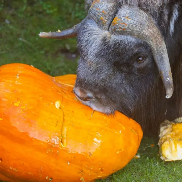 Rain or shine, the zoo has so much to offer this weekend! ✨

Join us for Zoo Boo, where there will be games, a costume parade, and plenty of pumpkins for our animals. While you're eating candy and strolling, find Thomas Dambo's Trolls! Now open through January 24th. 🍂

The Zoo Society kiosk will be open for guests this Saturday, from 10am-2pm. Stop by, play plinko, grab some goodies, and celebrate Halloween with us. 🕸👻

#pointdefiancezoo #pointdefiancezooandaquarium #tacoma #halloween #nonprofit