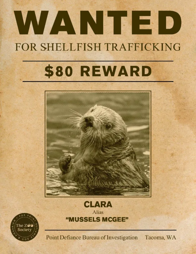 Alert, alert! This Halloween, our animals are wanted for mischief 👻

These posters were made for our annual Long Table event in July, and they were a hit! At this event, more than $200k was raised for Point Defiance Zoo & Aquarium✨

Who's your favorite? Let us know in the comments 🐾

#pointdefiancezoo #pointdefiancezooandaquarium #tacoma #pnw #halloween